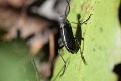 Epicauta cinctipennis