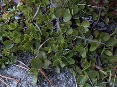 Gaultheria humifusa