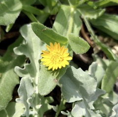 Calendula arvensis
