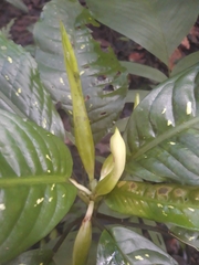 Dieffenbachia