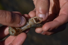 Upogebia pugettensis
