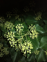 Hedera helix