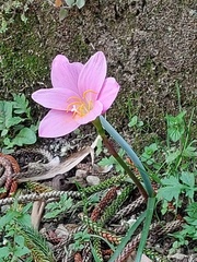 Zephyranthes rosea