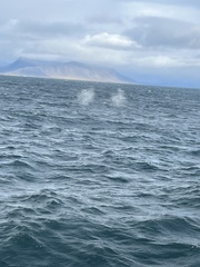 Megaptera novaeangliae