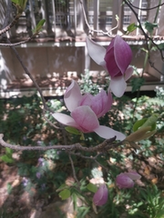 Magnolia liliiflora