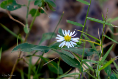 Symphyotrichum ontarionis