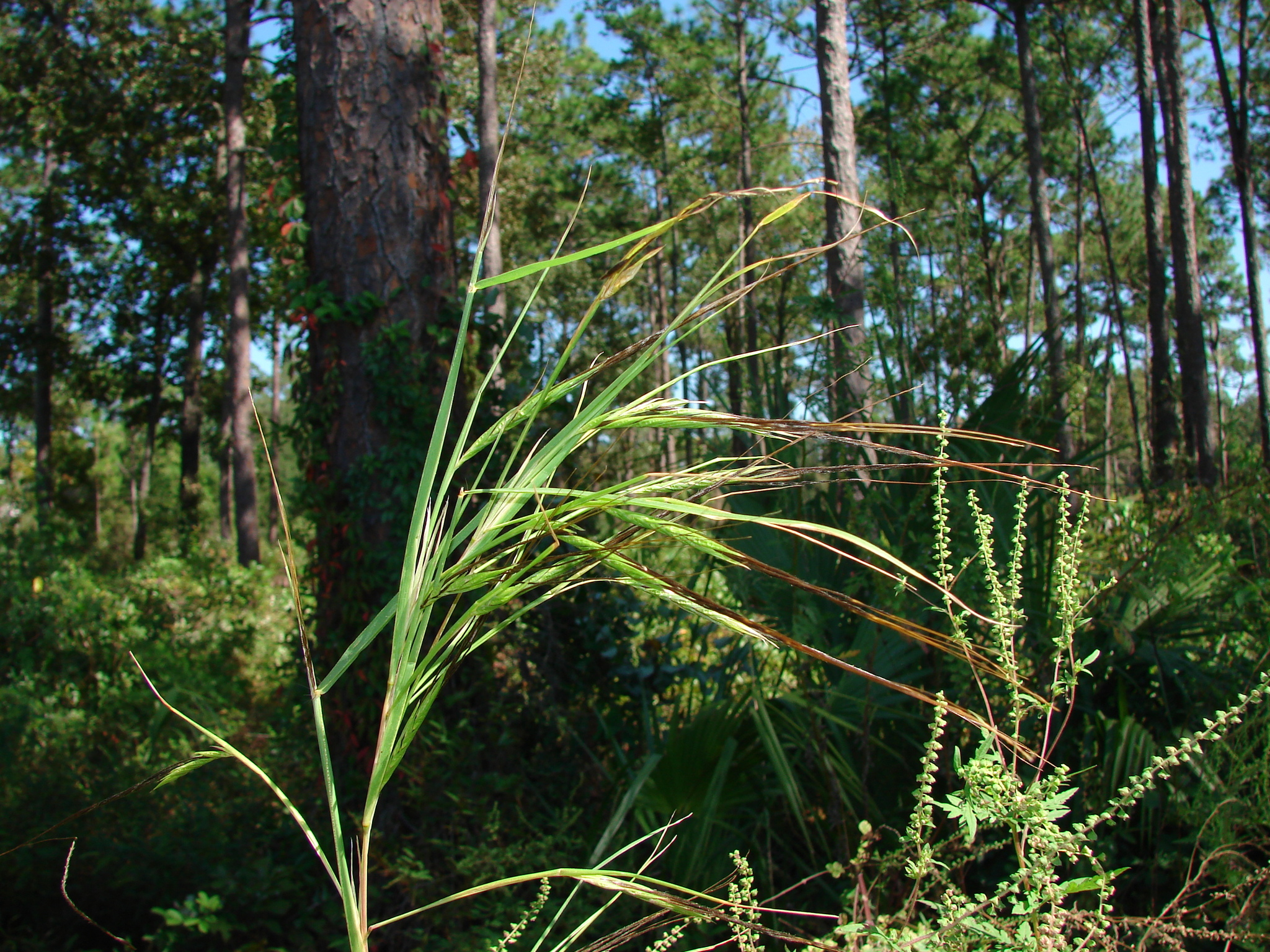 Heteropogon melanocarpus