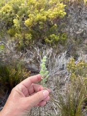 Amphithalea rostrata