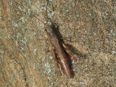 Chorthippus macrocerus