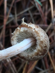 Inocybe fuscodisca