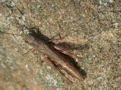 Chorthippus macrocerus