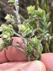 Amphithalea rostrata