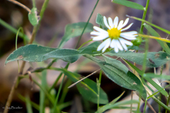 Symphyotrichum ontarionis