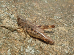 Chorthippus macrocerus