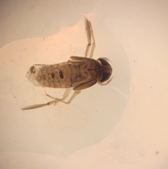 Corixidae