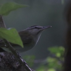 Vireo altiloquus