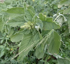 Amaranthus viridis