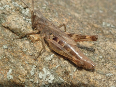 Chorthippus macrocerus