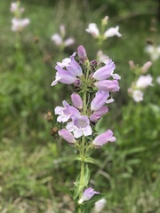 Penstemon cobaea