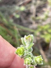 Amphithalea rostrata