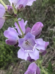 Penstemon cobaea