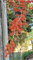 Combretum microphyllum