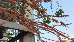 Combretum microphyllum