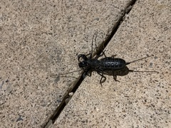 Mastigoproctus giganteus