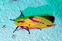 Symphlebia