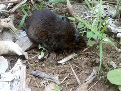 Oxymycterus