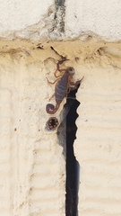 Centruroides granosus