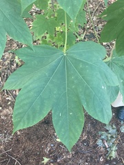 Kalopanax septemlobus