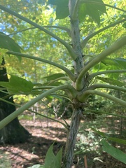 Kalopanax septemlobus