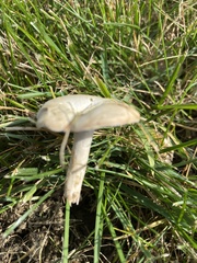 Clitocybe rivulosa
