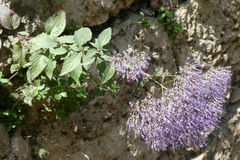 Trachelium caeruleum