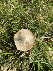 Clitocybe rivulosa