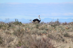Struthio camelus australis
