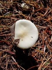 Amanita bisporigera