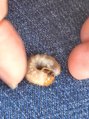 Scarabaeidae