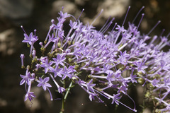 Trachelium caeruleum