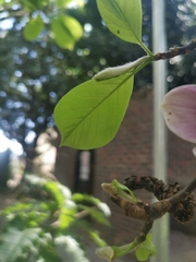 Magnolia liliiflora