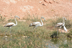 Phoenicopterus roseus