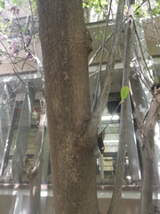 Magnolia liliiflora