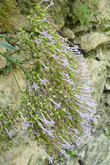 Trachelium caeruleum