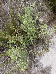 Amphithalea rostrata