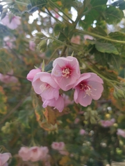 Dombeya burgessiae