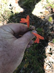 Clinopodium coccineum