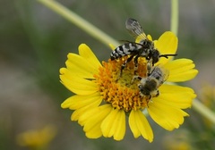 Diadasia