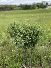 Baptisia nuttalliana
