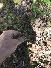 Clinopodium coccineum